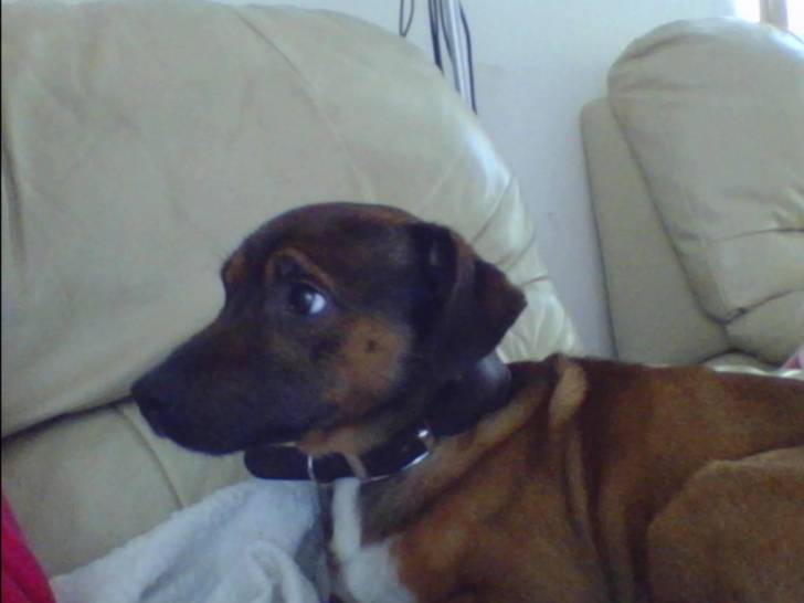 boulou - Jack Russell Mâle (5 ans)