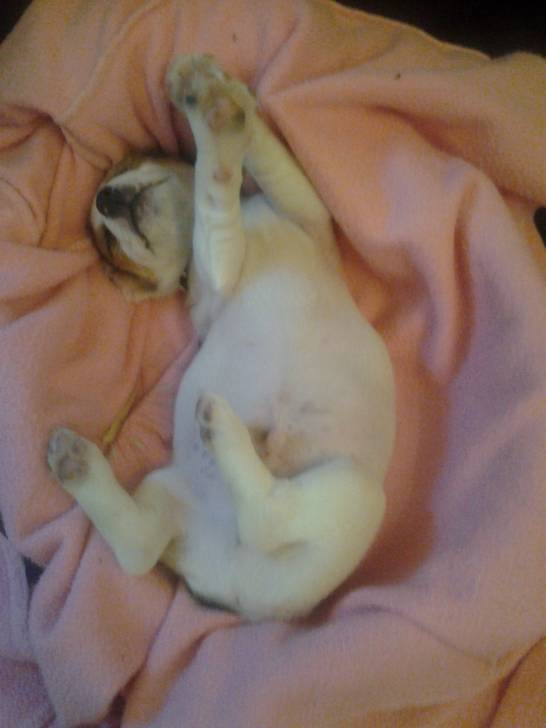 goldillo - Jack Russell Mâle (2 mois)