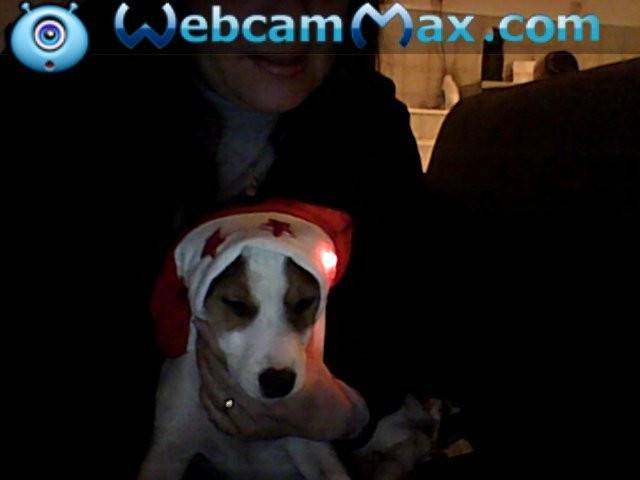 goldillo - Jack Russell Mâle (5 mois)