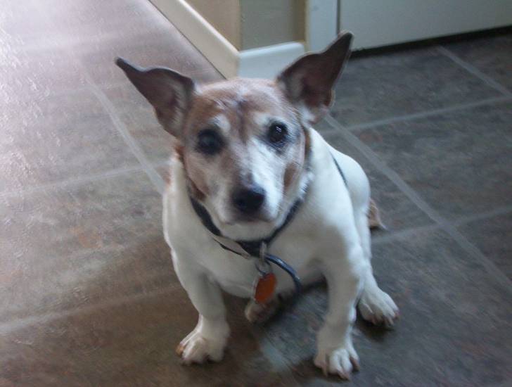 Daisy - Jack Russell (15 ans)
