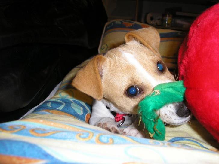 Grumo - Jack Russell Mâle (1 an)