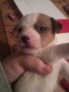 romeo - Jack Russell Mâle (3 mois)