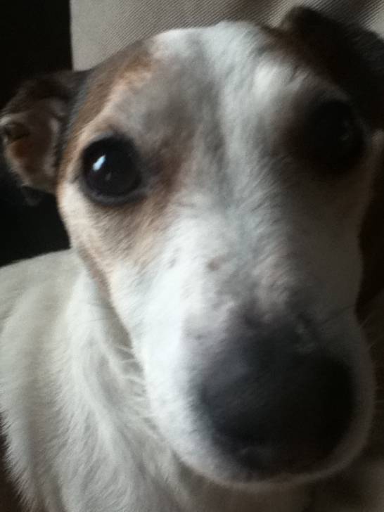 Daisy - Jack Russell (6 ans)