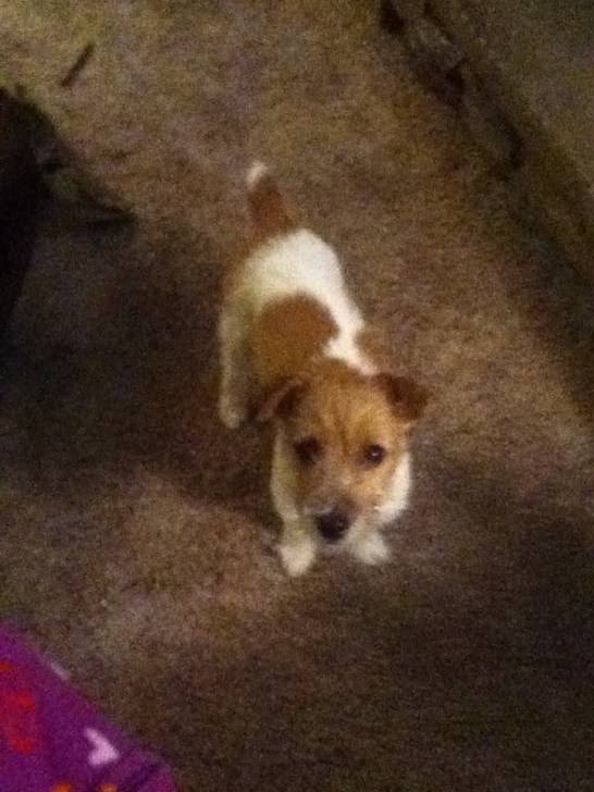 Molly - Jack Russell