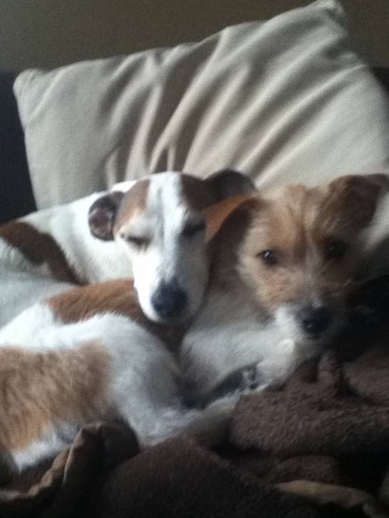 Daisy and Molly, Molly is the one in the front and Daisy is the one in the back! - Jack Russell