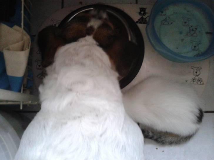 luna - Jack Russell (6 ans)