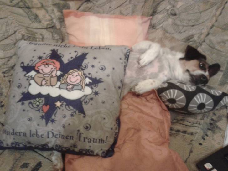 luna - Jack Russell (5 ans)