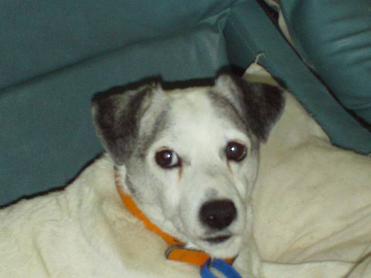 Russel - Jack Russell Mâle (Autre)