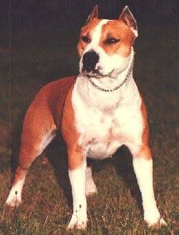 crusty - Jack Russell Mâle (2 ans)