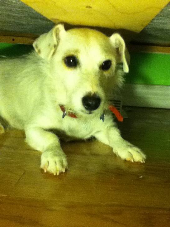 Rocky - Jack Russell Mâle (5 ans)