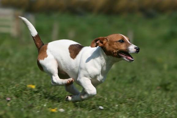 Cannelle - Jack Russell (3 ans)