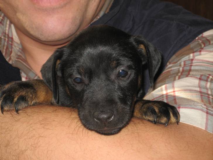 Bounty - Jack Russell (3 ans)