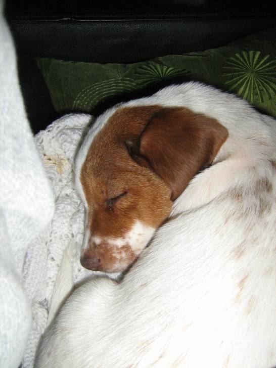 lemony - Jack Russell (1 an)
