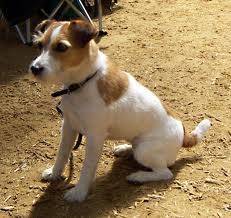 Bear - Jack Russell Mâle