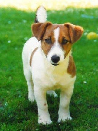 tyson - Jack Russell Mâle (1 an)