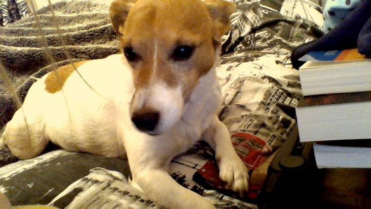 tobe - Jack Russell Mâle (4 ans)