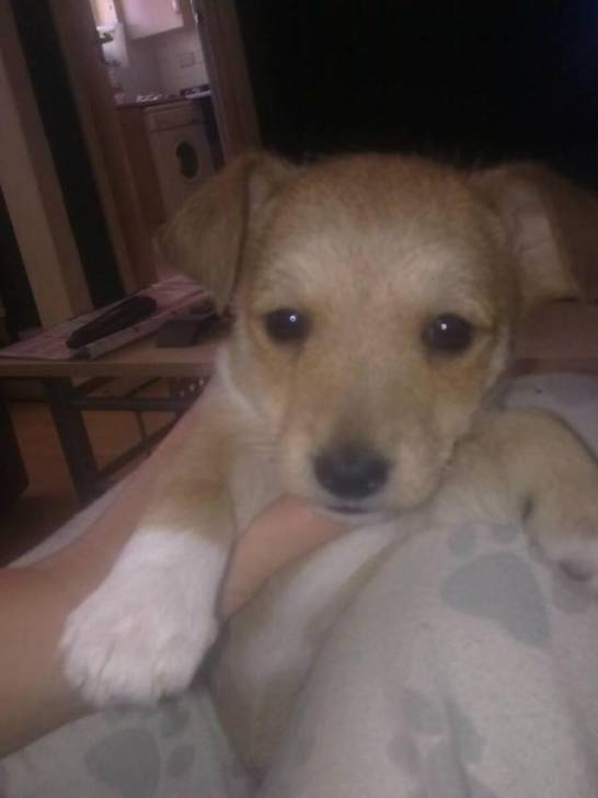 Ella - Jack Russell (7 mois)