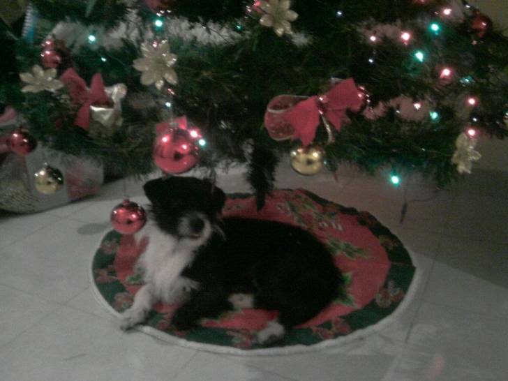 Mi regalo de navidad JAJA c: - Jack Russell Mâle (2 ans)