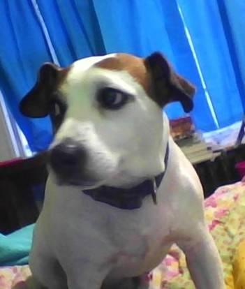 Tucker - Jack Russell (7 ans)