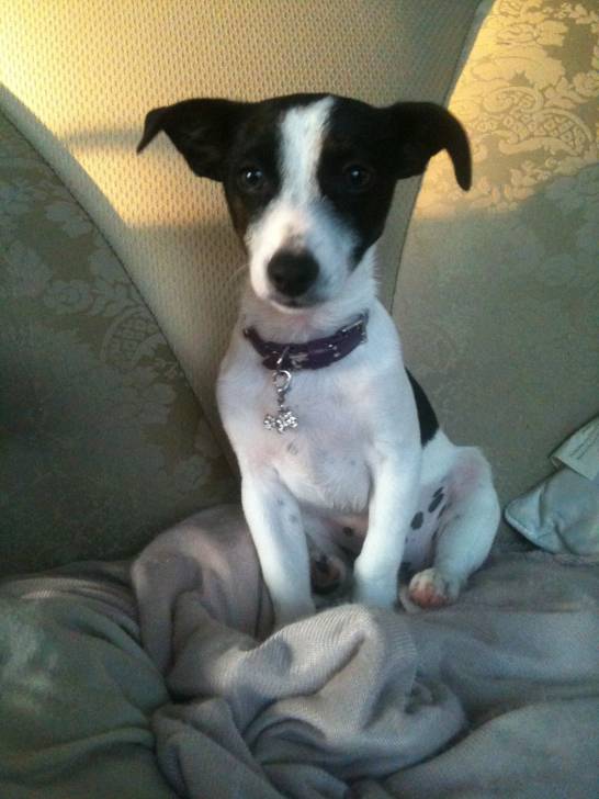 bandit - Jack Russell Mâle (8 mois)