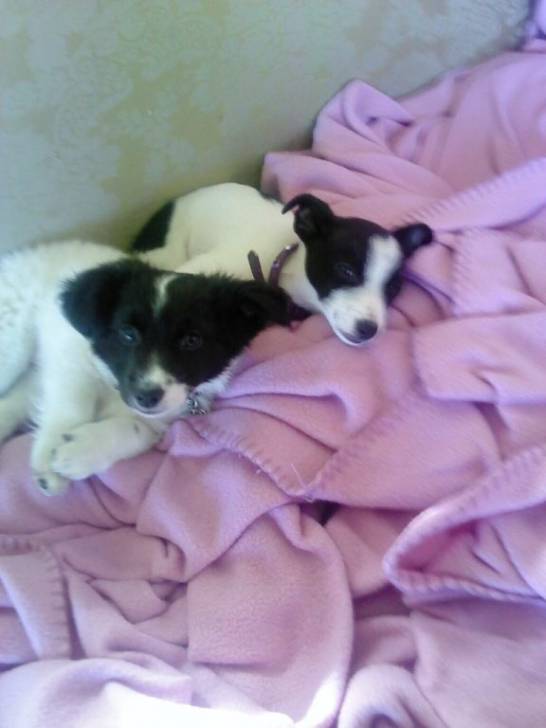 bandit,sneaky - Jack Russell Mâle (8 mois)
