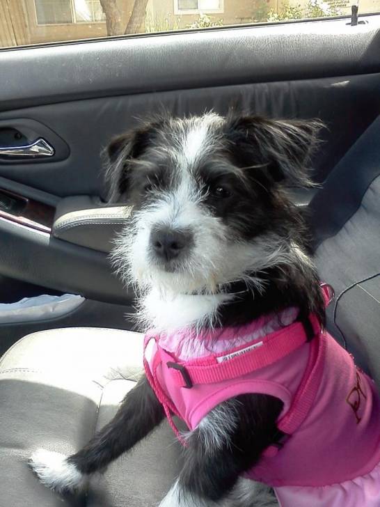 Layla - Jack Russell (2 ans)