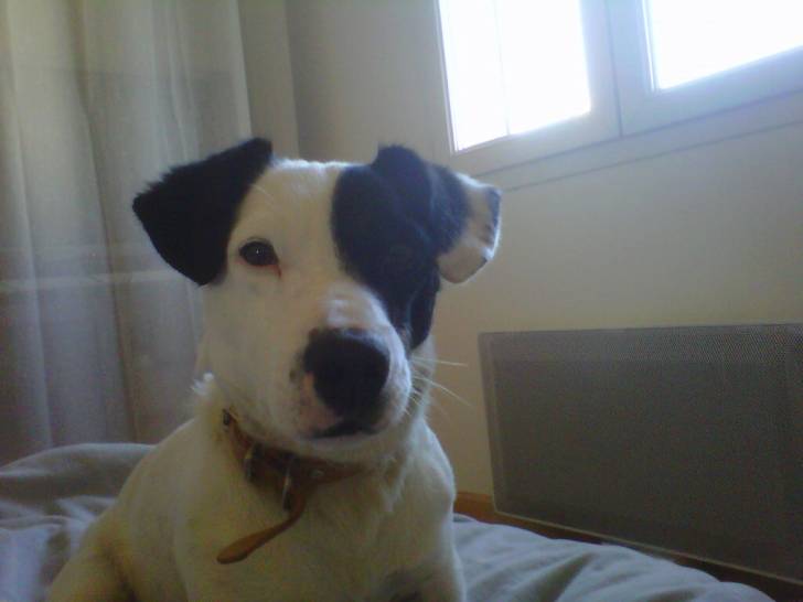 Milo le toutou , chien - Jack Russell Mâle (3 ans)
