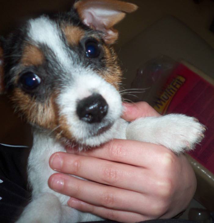 Galina - Jack Russell (1 an)