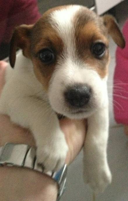 Izzy - Jack Russell (2 mois)