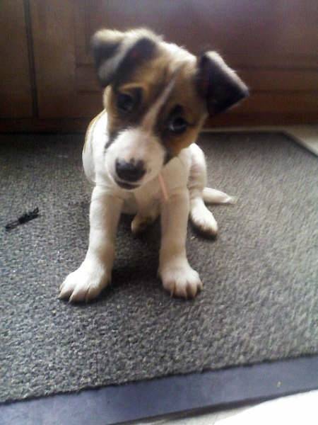 Chipie - Jack Russell (6 mois)