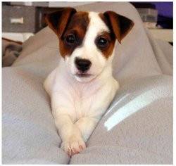Gybson - Jack Russell (10 mois)