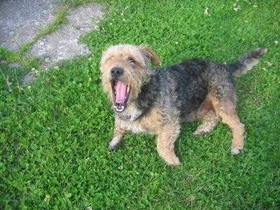 croquette - Jack Russell (9 mois)