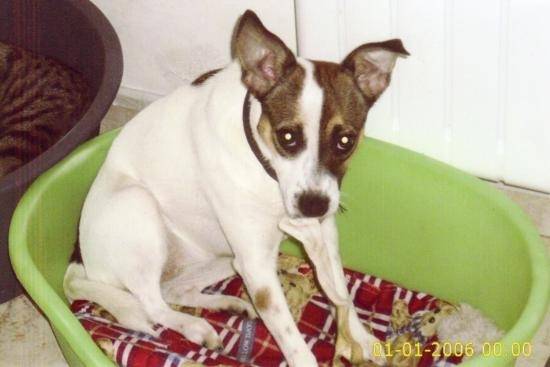 friponne - Jack Russell (3 ans)