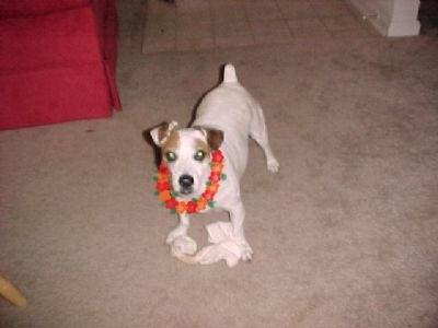 han solo - Jack Russell Mâle (12 ans)