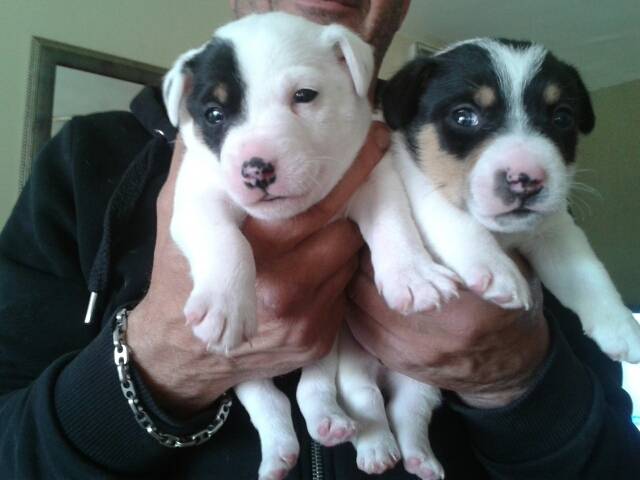 Igor et Yuri - Jack Russell Mâle (1 mois)