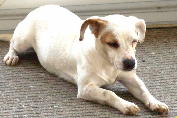 Ezia - Jack Russell (4 ans)