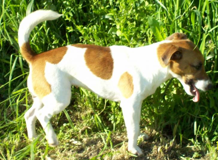 Flannelle - Jack Russell (3 ans)