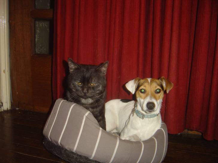 flora - Jack Russell (4 ans)