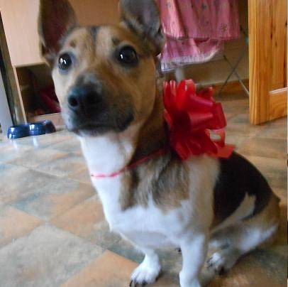 Coby's Christmas! - Jack Russell Mâle (2 ans)