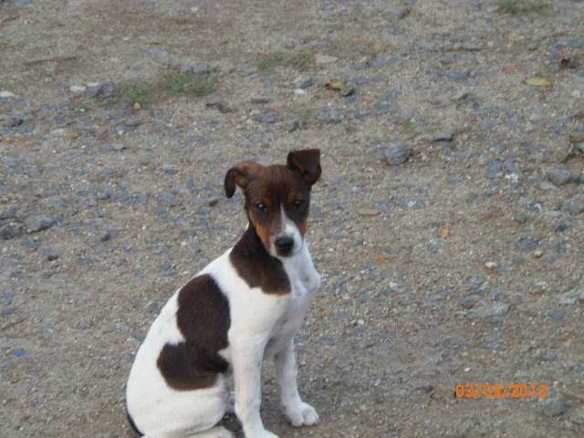 candy - Jack Russell (3 mois)
