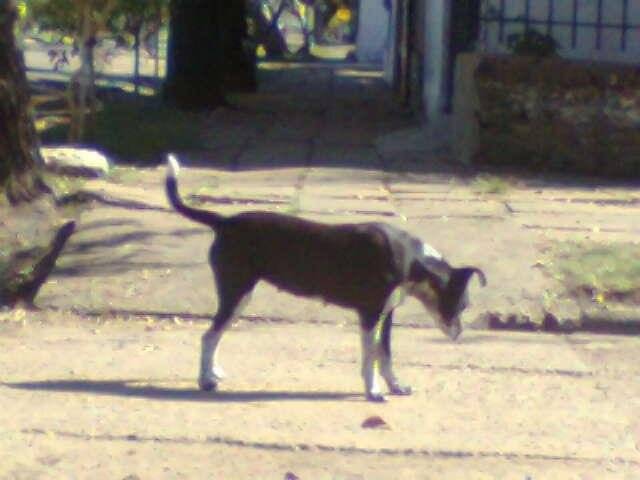 negrita - Jack Russell (5 ans)