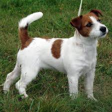 carlos - Jack Russell Mâle (4 ans)