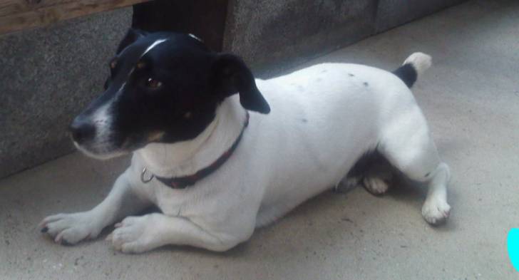 Benji - Jack Russell Mâle (7 ans)