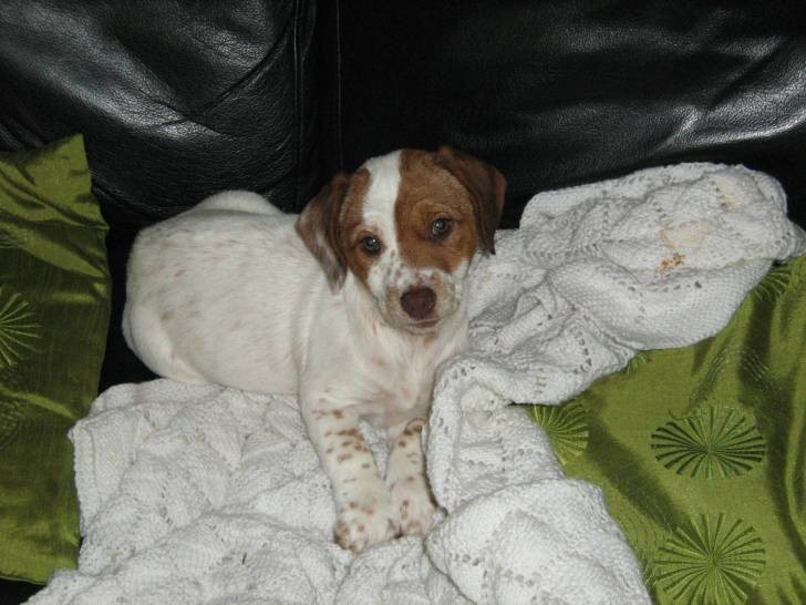 freckles - Jack Russell (5 mois)