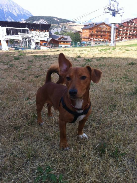 Muffin - Jack Russell Mâle (2 ans)