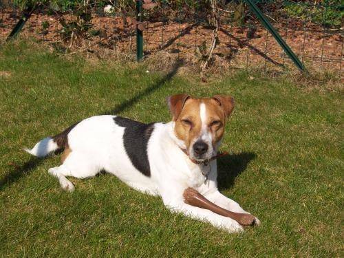 Victor - Jack Russell Mâle (5 mois)
