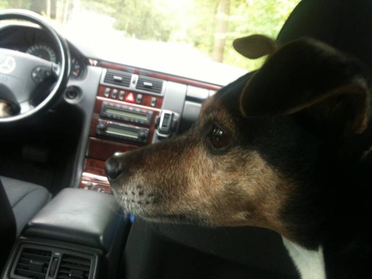 Lucky - Jack Russell (12 ans)