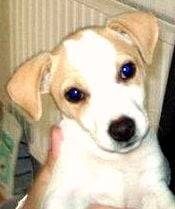 Max - Jack Russell Mâle (2 mois)