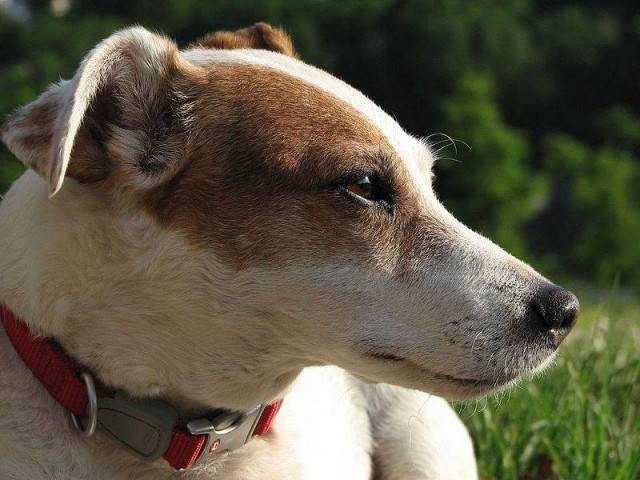 yoyo - Jack Russell Mâle (6 mois)