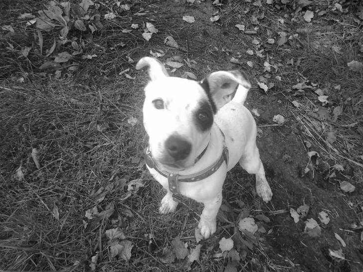 Domino - Jack Russell Mâle (1 an)